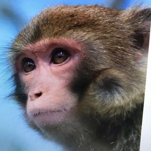 Meet your Posher, Jair